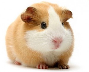 Morče (zdroj: Google)